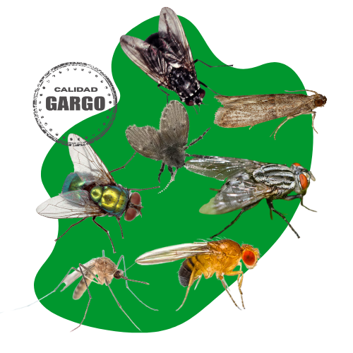 fumigación-para-mosquitos-en-puebla