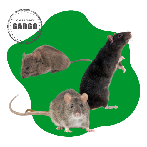 fumigación-de-ratas-en-puebla