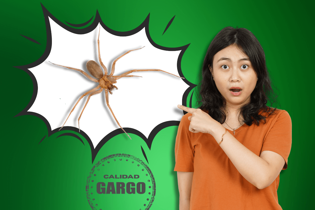 Araña violinista GARGO Fumigaciones
